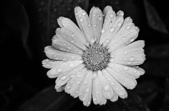 Black & White Daisy A Stunning with Water Drops