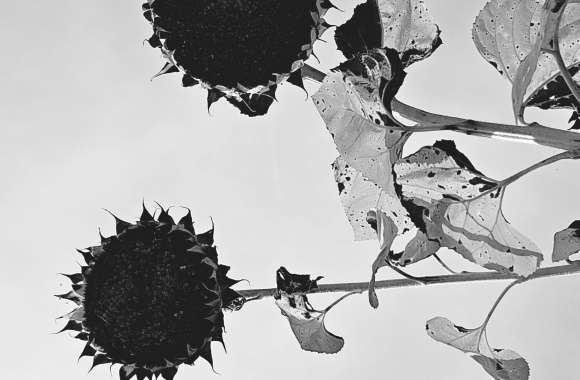 Black & White Nature Sunflower