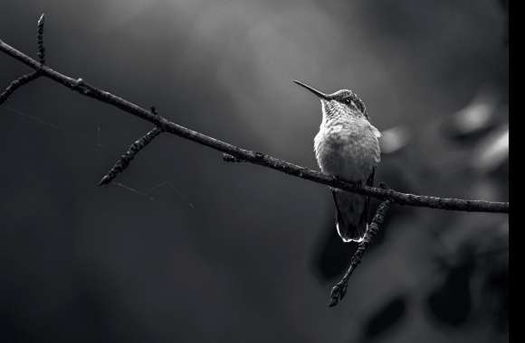 Black & White Ruby-throated Hummingbird Animal Hummingbird