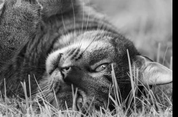 Black & White Stare Animal Cat