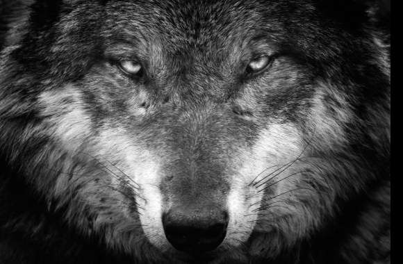 Black & White Wolf Stare -