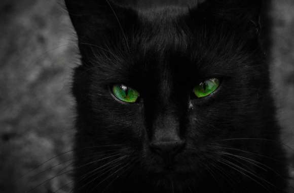 Black Cat with Green Eyes