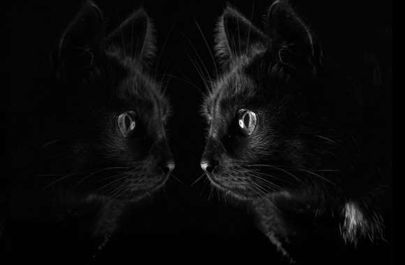 Black Reflection Animal Cat