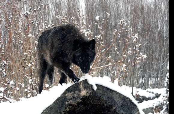 Black Wolf in Snow - wallpapers hd quality