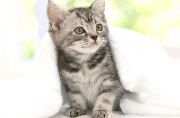 Blanket Kitten Cat Animal Cute Cute Cat