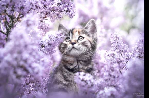 Blooming Kitten