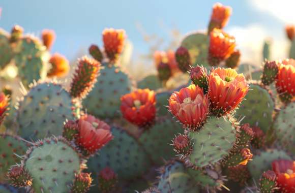 Blooming Prickly Pear Cactus