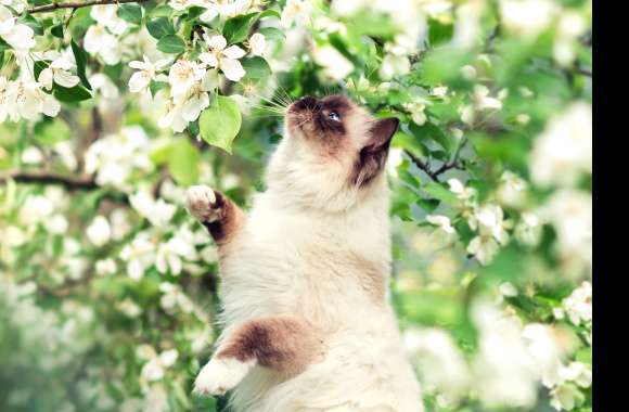 Blossoming Beauty A Himalayan Cat in