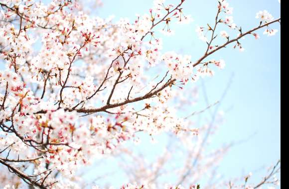 Blossoming Branches in Nature