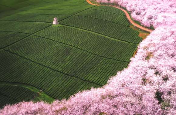 Blossoming Tea Plantation - Nature wallpapers hd quality