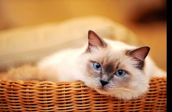 Blue-Eyed Cat in Basket