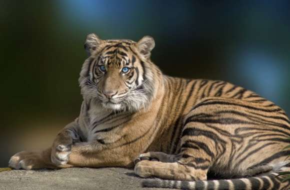 Blue-Eyed Tiger