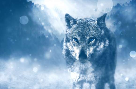 Blue-Eyed Wolf Bokeh wallpapers hd quality