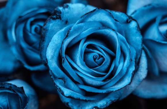 Blue aesthetic Rose flowers