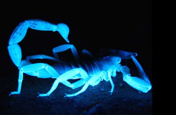 Blue Arachnid Scorpion