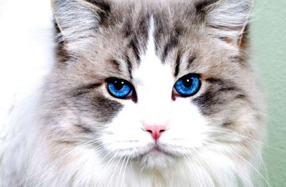 Blue Eyes Animal Cat