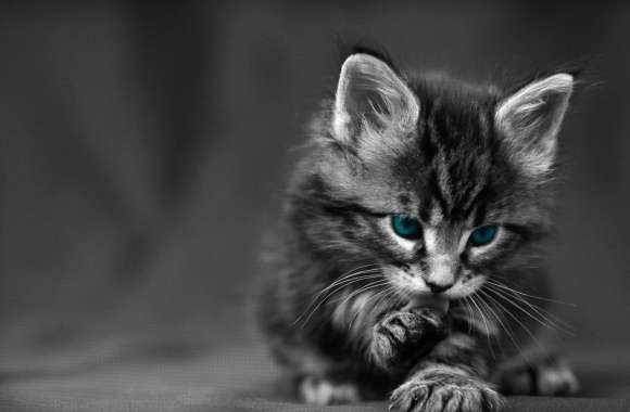 Blue Eyes Ba wallpapers hd quality