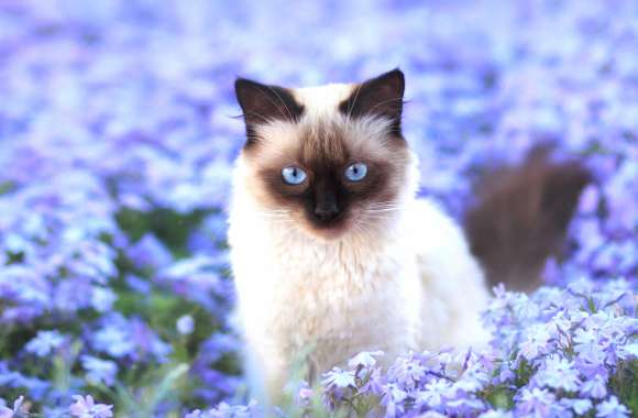 Blue Flower Flower Field Siamese Cat Animal Cat wallpapers hd quality