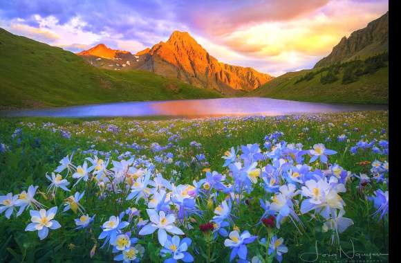 Blue Flower Flower Grass Mountain Spring Landscape Nature Lake