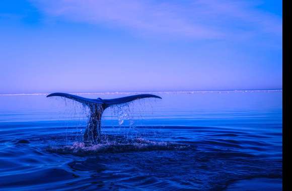 Blue Horizon Whale