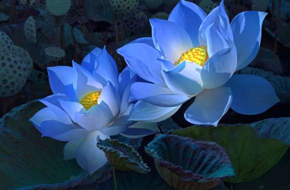 Blue Lotus Bloom