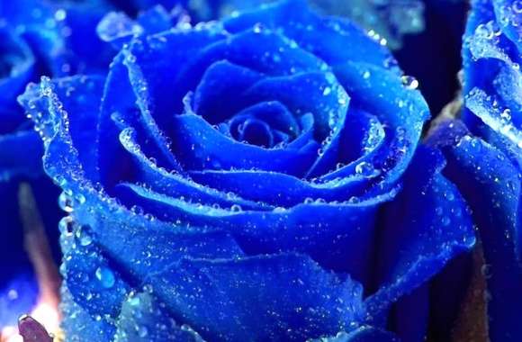 Blue Rose Nature wallpapers hd quality