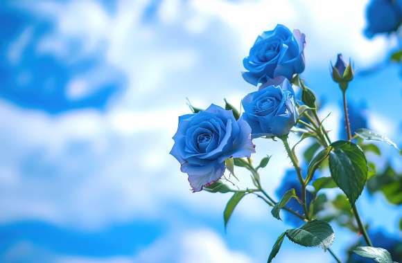 Blue roses under a blue sky wallpapers hd quality