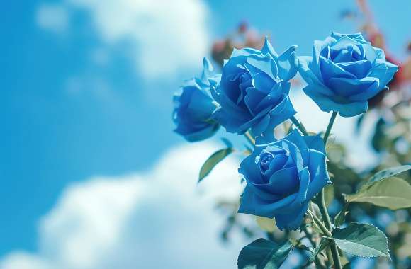 Blue roses under a blue sky 03