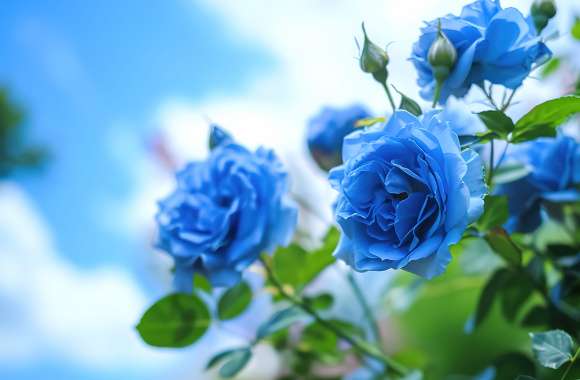 Blue roses under a blue sky 04