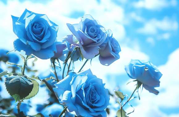 Blue roses under a blue sky 05