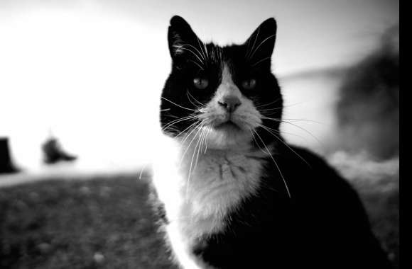 Blur Black & White Animal Cat