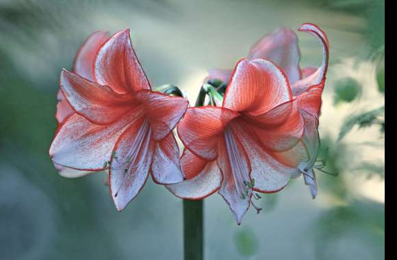 Blur Close-up Red Flower Flower Nature Amaryllis