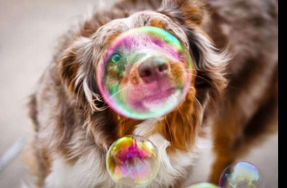 Blur Dog Photography Bubble