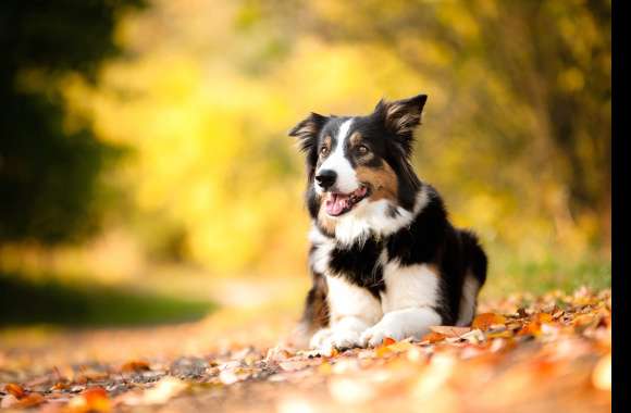 Blur Leaf Fall Animal Dog