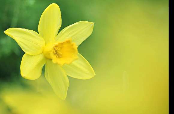 Blur Yellow Flower Flower Nature Daffodil