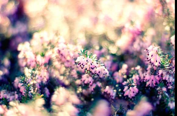 Blurred Pink Flower Bliss