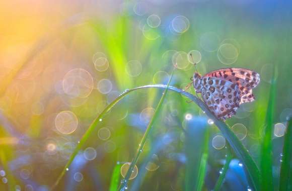 Bokeh Animal Butterfly