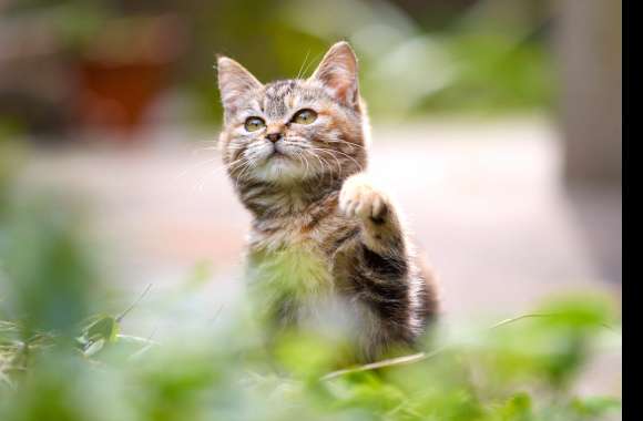 Bokeh Animal Cat wallpapers hd quality