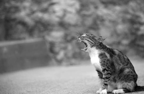 Bokeh Black & White Animal Cat