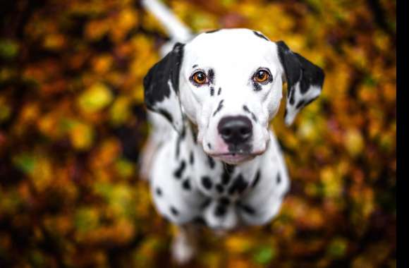 Bokeh Bliss Dalmatian in Colorful Leaves -