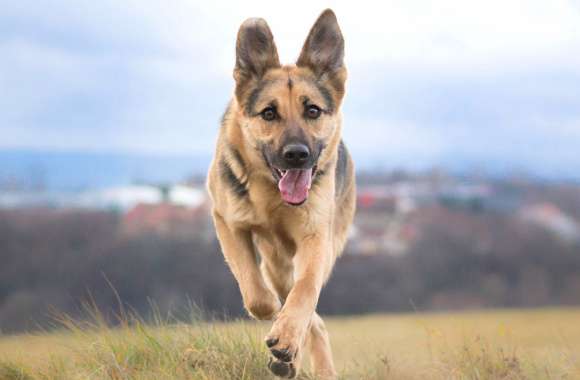 Bokeh Bliss of a Playful German Shepherd