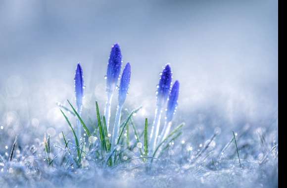 Bokeh Blue Crocus Nature