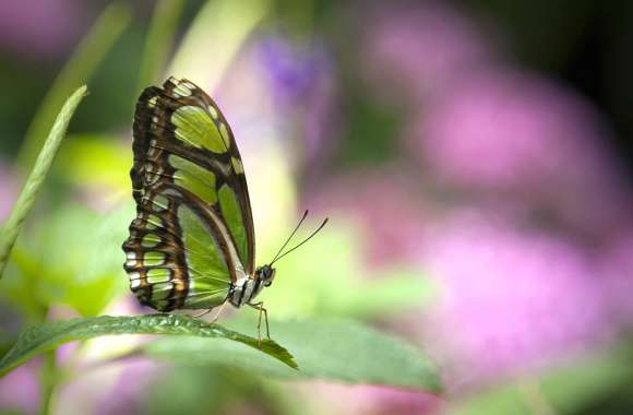 Bokeh Blur Insect Green Animal Butterfly