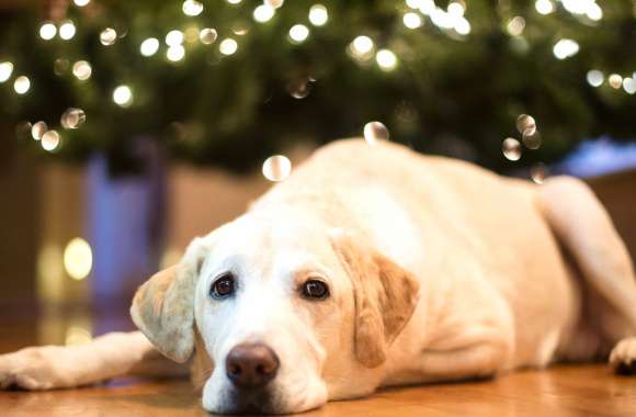 Bokeh Dog Animal Labrador Retriever