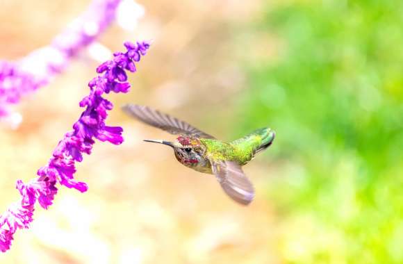 Bokeh Flower Flight Animal Hummingbird 8k Ultra