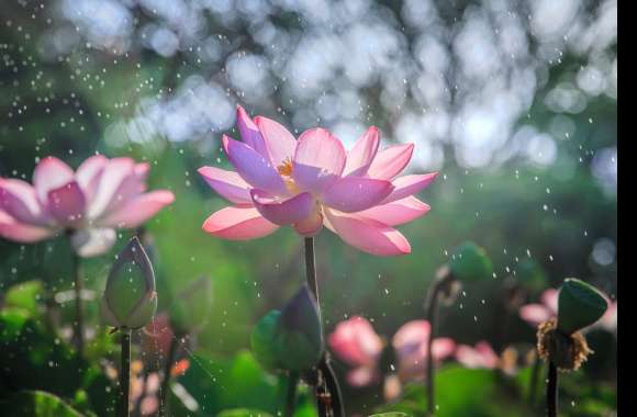 Bokeh Pink Flower Flower Nature Lotus