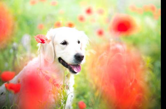 Bokeh Red Flower Poppy Flower Field Dog Animal Golden Retriever