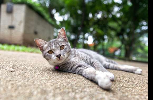 Bokeh Resting Animal Cat