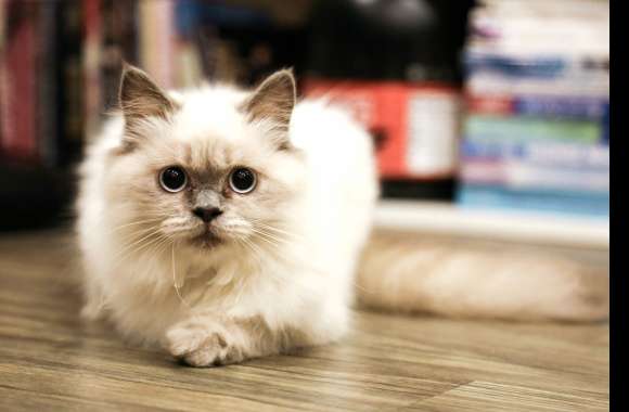 Book Blur Eye Close-up Animal Cat