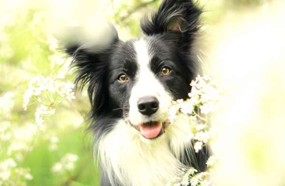 Border Collie Dog Animal wallpapers hd quality